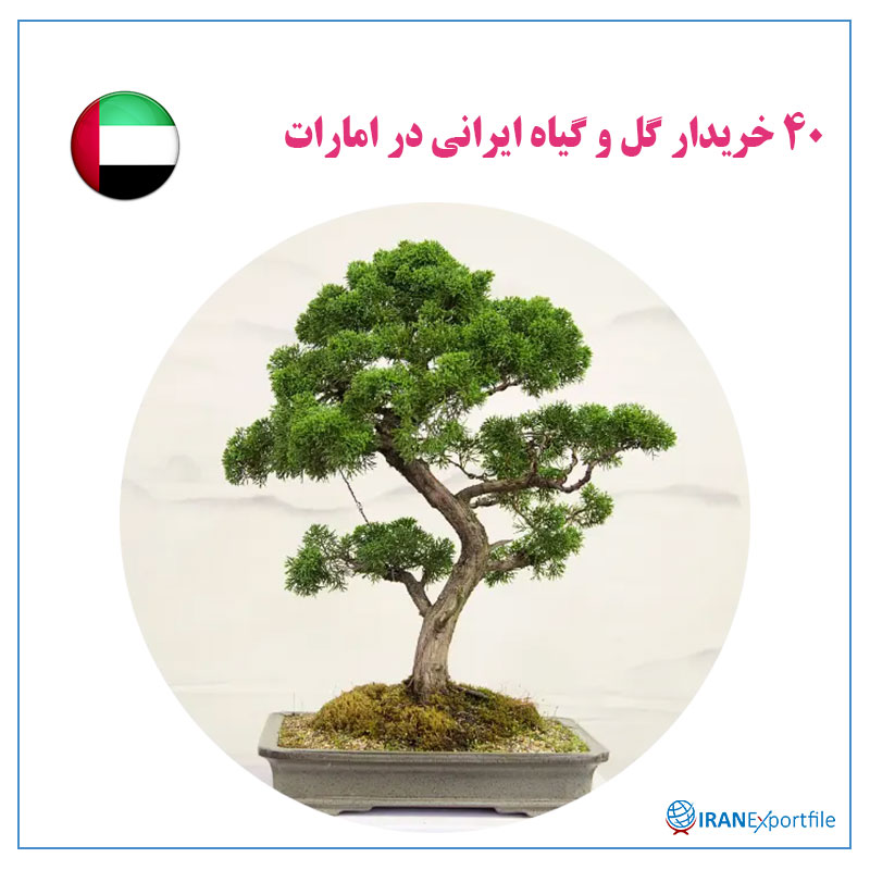 40-خریدار-گل-و-گیاه-ایرانی-در-امارات 1